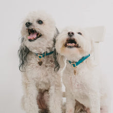 Load image into Gallery viewer, Disney Lady and The Tramp, Movie Replica Dog Collar
