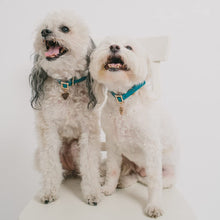 Load image into Gallery viewer, Disney Lady and The Tramp, Movie Replica Dog Collar