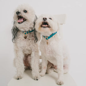 Disney Lady and The Tramp, Movie Replica Dog Collar